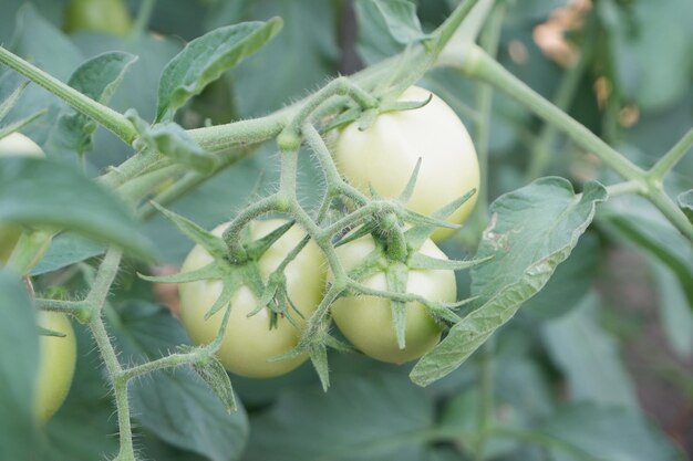 Foto selectief focussen op jonge groene tomaten in een greenhouse horticulture vegetablessoft focus