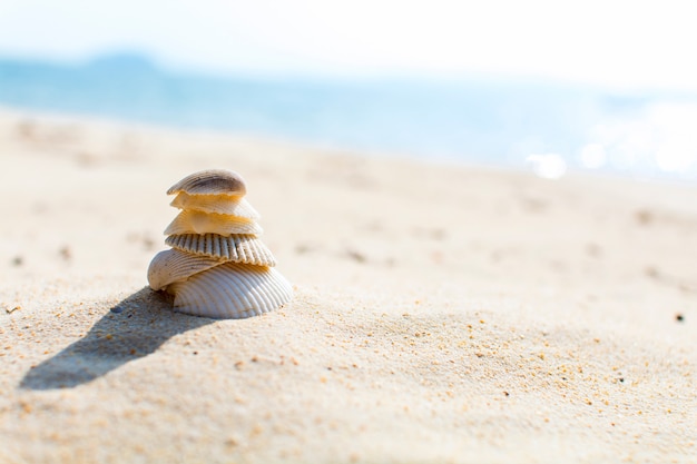 Selectief gerichte schelpen op het strand. Zomer achtergrondafbeelding.