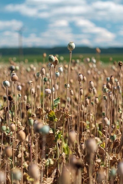 Selectief van droge papaverkoppen in een veld