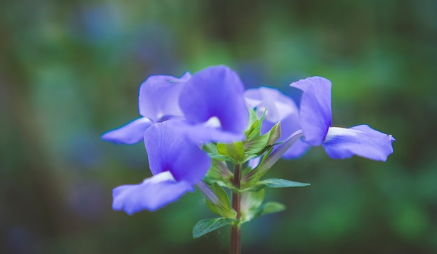 Foto selectieve aandacht butterfly erwt bloem thee. blauwe theebloem