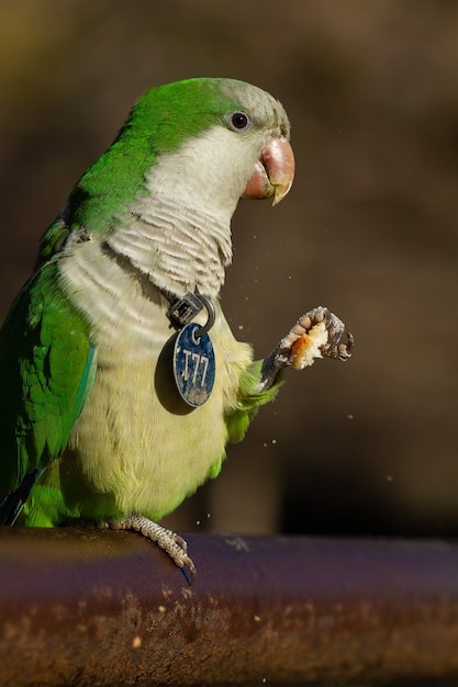 Selectieve aandacht die van een grappige papegaai van de monniksparkiet is ontsproten die een brood eet