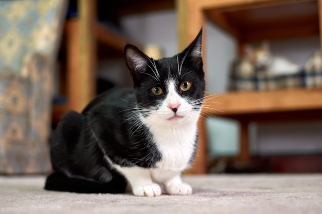 Selectieve aandacht die van een zwart-witte kat is ontsproten die op de vloer ligt