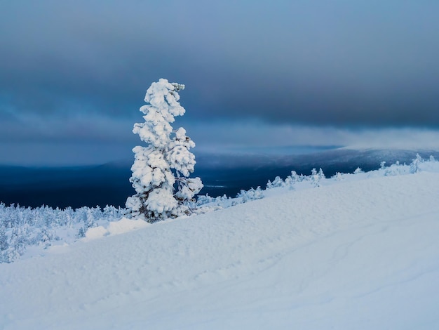 Selectieve aandacht. Helder magisch bizar silhouet van dennenboom is beplakt met sneeuw. Arctische harde natuur. Mystiek sprookje van de winter. Sneeuw bedekt eenzame kerstboom op berghelling.