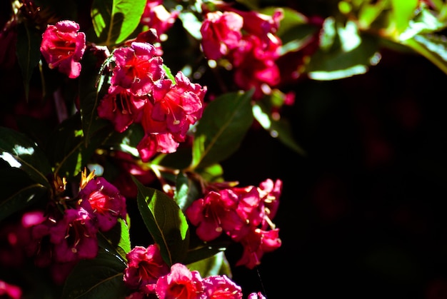 Selectieve aandacht. Lente achtergrond. Lente bloemen.