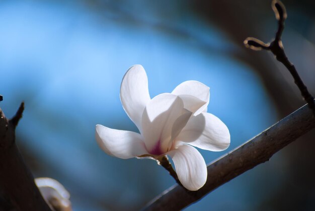 Selectieve aandacht. Lente achtergrond. Lente bloemen.