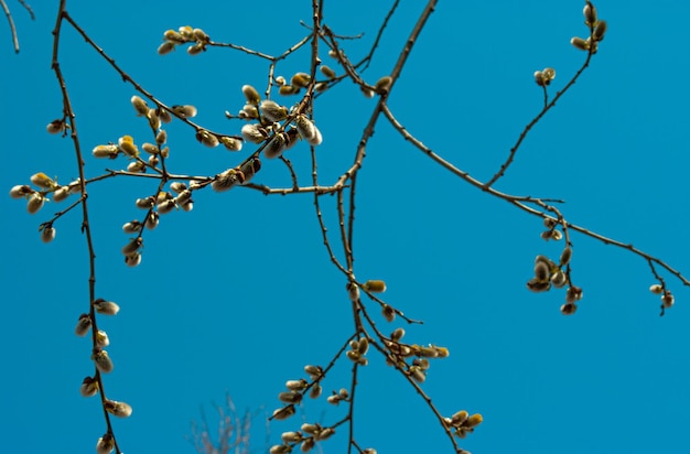 Selectieve aandacht. Lente achtergrond. Lente bloemen.