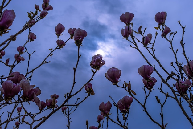 Selectieve aandacht. Lente achtergrond. Lente bloemen.