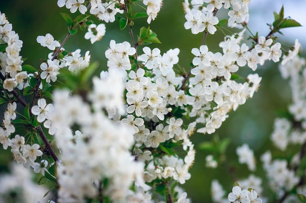 Selectieve aandacht Lente bloeiende takken van kersenwitte bloemen met gele meeldraden tegen de lucht wazige achtergrond Screensaver en bureaubladachtergrond