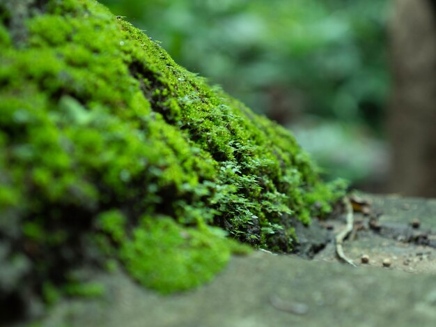 Foto selectieve aandacht mooi groen mos op de vloer met bokeh achtergrond, mos close-up, macro. mooie achtergrond van mos voor behang.