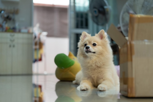 selectieve aandacht Schattige Pommeren hond met droevige ogen ligt thuis op de vloer De puppy rust