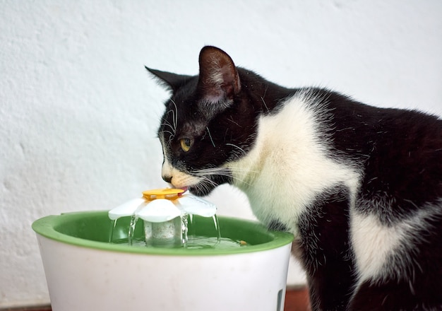 Selectieve aandacht shot van een zwart-wit katten drinkwater