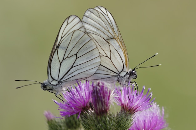 Selectieve aandacht shot van twee prachtige vlinders zittend op een exotische roze bloem