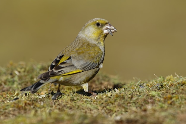 Selectieve aandacht van een groenling die overdag op de grond onder het zonlicht staat