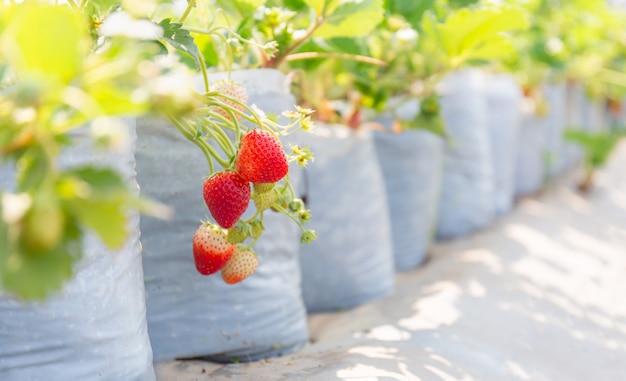 Selectieve aandacht van verse rode biologische aardbeien in de farm