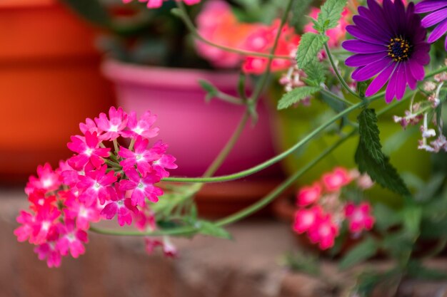 Foto selectieve benadering van bloemen glandularia peruviana rosaceae