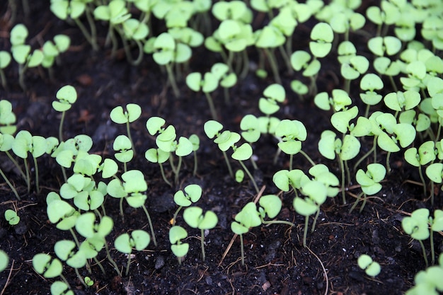 Selectieve close-up van jonge groene zaailing. Groene salade moestuin groeien uit zaad