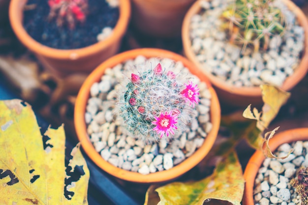 Selectieve focus close-up bovenaanzicht shot op cactus cluster.