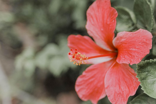 Selectieve focus close-up rode Hibiscus bloem over wazige achtergrond