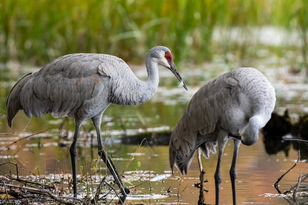 Selectieve focus close-up van kraanvogels op een vijver