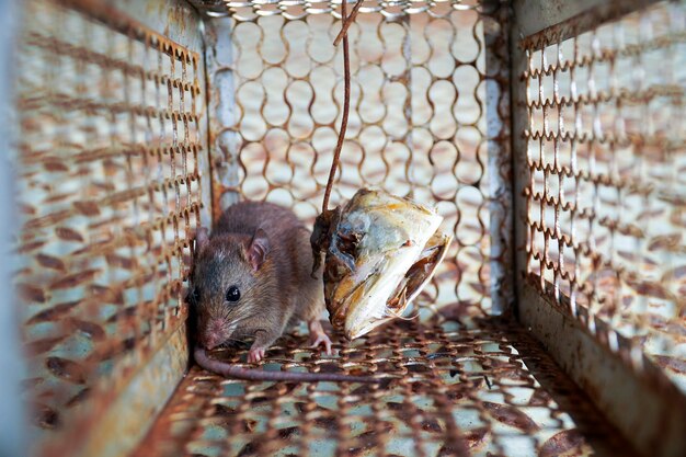 Selectieve focus een rat gevangen in een muizenval kooi knaagdier controle kooi in het huis