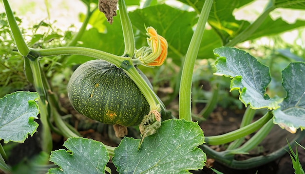 Selectieve focus groene pompoenboom in de tuin