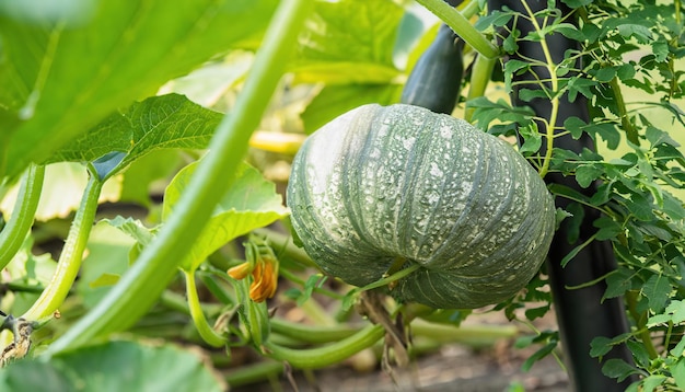 Selectieve focus groene pompoenboom in de tuin