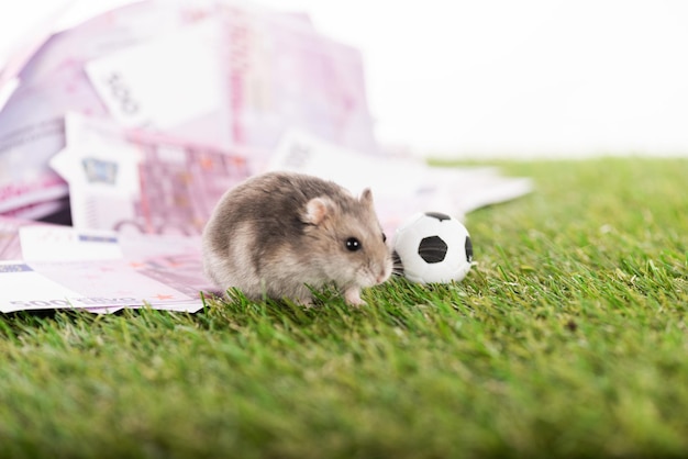 selectieve focus kleine hamster euro