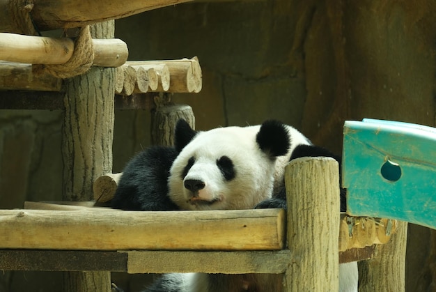 Foto selectieve focus met geluidseffect van een panda die op zijn speelplaats rust