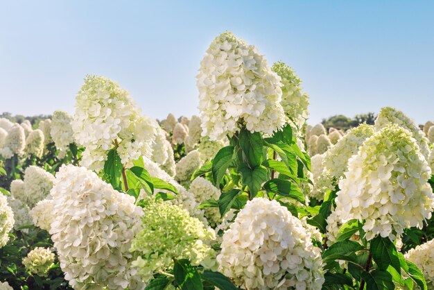 Selectieve focus op prachtige struik met bloeiende witte hortensia- of Hortensia-bloemen