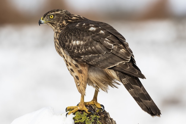 Selectieve focus shot van een havik met scherpe schenen op een witte achtergrond