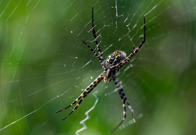 Selectieve focus shot van gestreepte Argiope-spin op een web