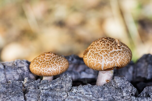 Selectieve focus shot van twee kleine paddestoelen groeien op oud hout