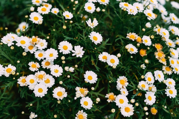 Selectieve focus van Common daisy (kamille) in een herfstdag.