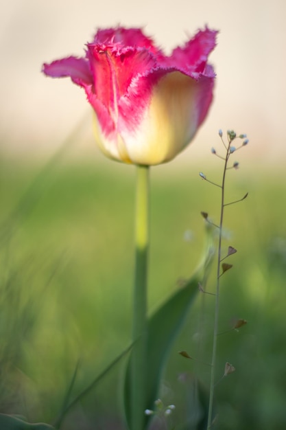 Selectieve focus van een roze of lila tulp in een tuin met groene bladeren wazige achtergrond een bloem