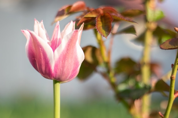 Selectieve focus van een roze of lila tulp in een tuin met groene bladeren wazige achtergrond een bloem