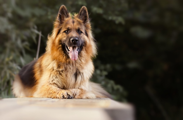 Selectieve focus van een schattige Duitse herder