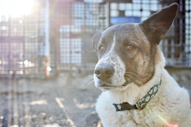 Selectieve focus van een schattige hond in een hondenasiel