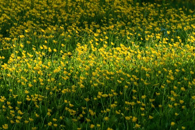 Selectieve focus van gele wilde bloemen op groene weide tijdens het lenteseizoen