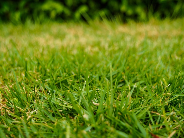 Selectieve focus van groen gras in de weide