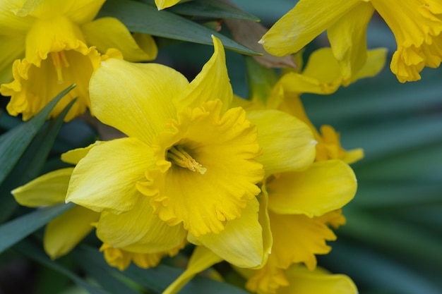 Selectieve focus van narcissen Gele narcissen op een groene achtergrond