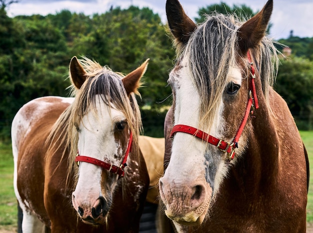 Selectieve focus van paarden met een rood harnas in hillside horse sanctuary in het vk