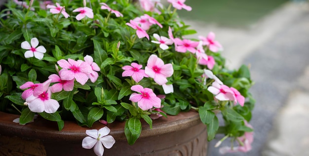 Foto selectieve focus van periwinkle rose met kopieerruimtetekst, periwinkle rose met horizontaal panorama, vinca-bloem in de tuin