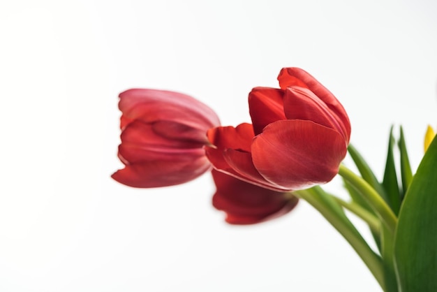 Selectieve focus van rode tulp bloemen geïsoleerd op wit