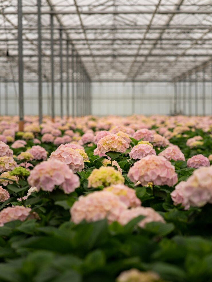 Selectieve focus van roze hortensia bloemen bloeien in een kas