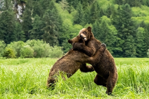 Selectieve focus van twee grizzlyberen die samen spelen in het provinciale park van Khutzeeymateen