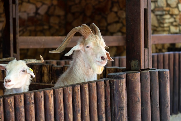 Selectieve focus van volwassen geiten gluren uit een houten hek op een boerderij Een ranch met gehoornde runderen Verzorgen van huisdieren op de boerderij Nieuwsgierige hongerig op zoek naar voedsel Geit met grote hoorns in houten schuur