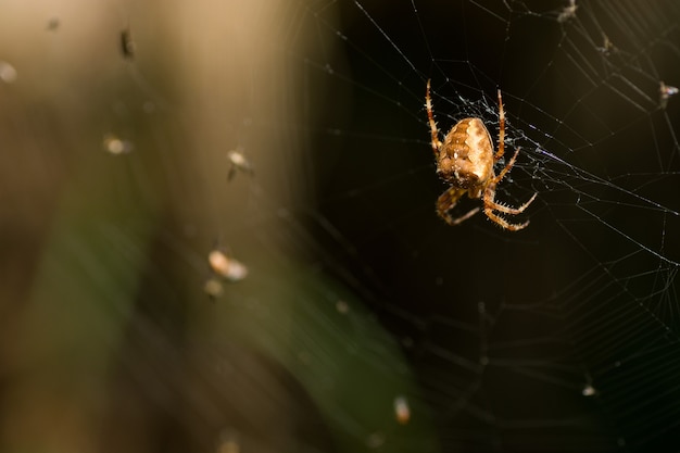 Selectieve focusopname van een enge spin op het verwarde web in een donker bos