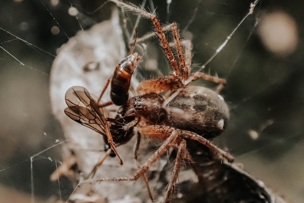 Selectieve focusopname van een insect dat in het spinnenweb is gevangen