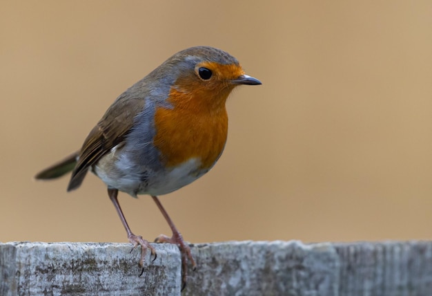 Selectieve focusopname van een roodborstje in de natuur