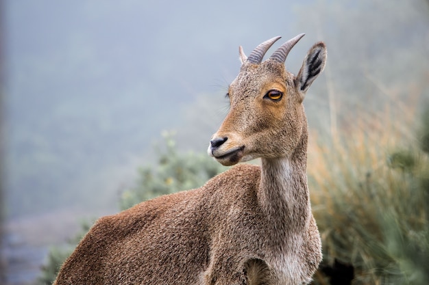 Selectieve focusopname van een steenbok op een heuvel met een wazig oppervlak